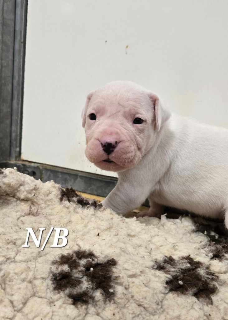 De La Notte Di Cane - Chiot disponible  - Dogo Argentino