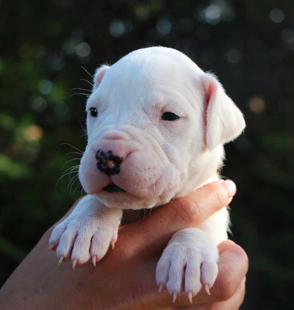 De La Notte Di Cane - Chiot disponible  - Dogo Argentino