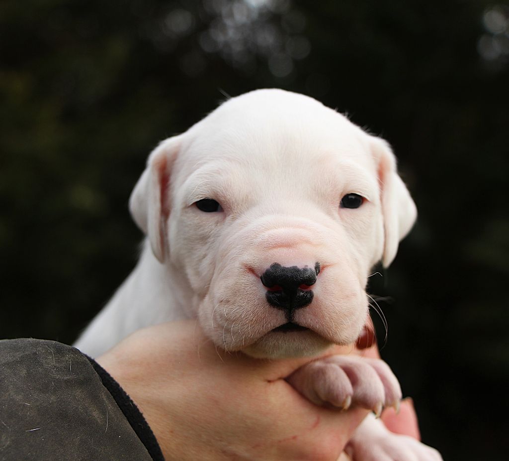 De La Notte Di Cane - Chiot disponible  - Dogo Argentino