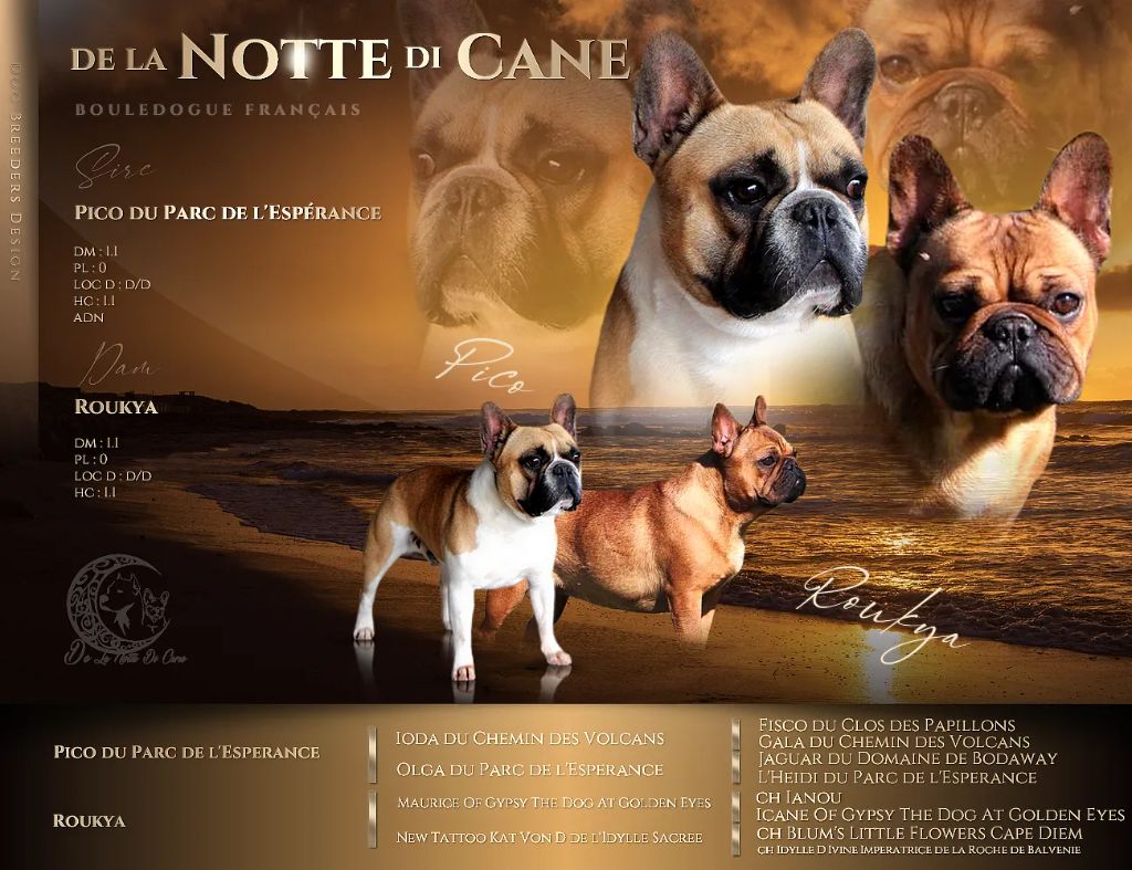 chiot Bouledogue français De La Notte Di Cane