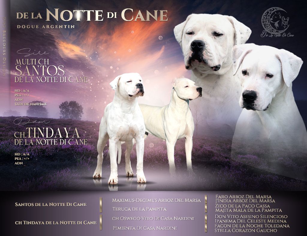 chiot Dogo Argentino De La Notte Di Cane