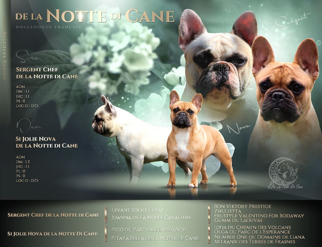 chiot Bouledogue français De La Notte Di Cane