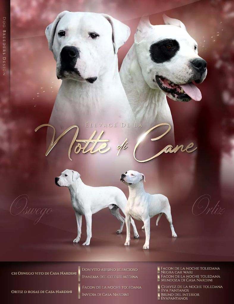 De La Notte Di Cane - Dogo Argentino - Portée née le 04/04/2021
