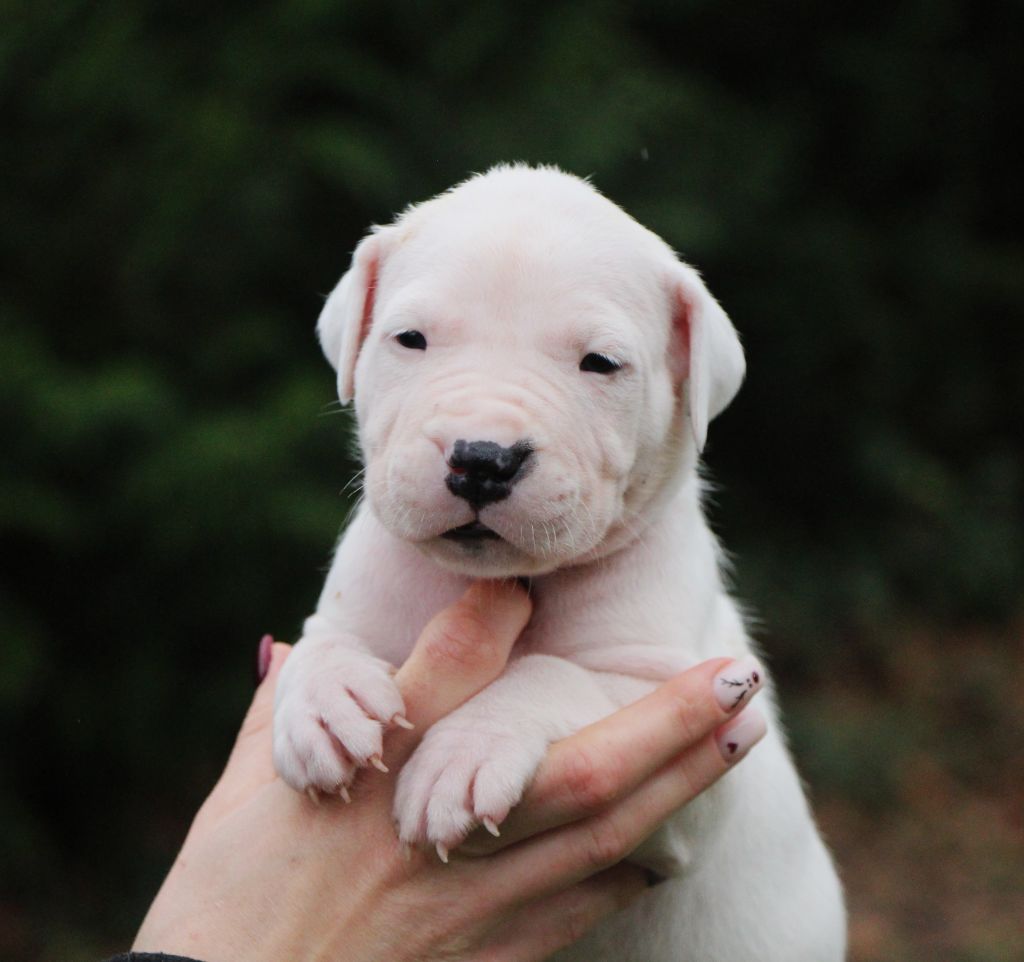 De La Notte Di Cane - Chiot disponible  - Dogo Argentino