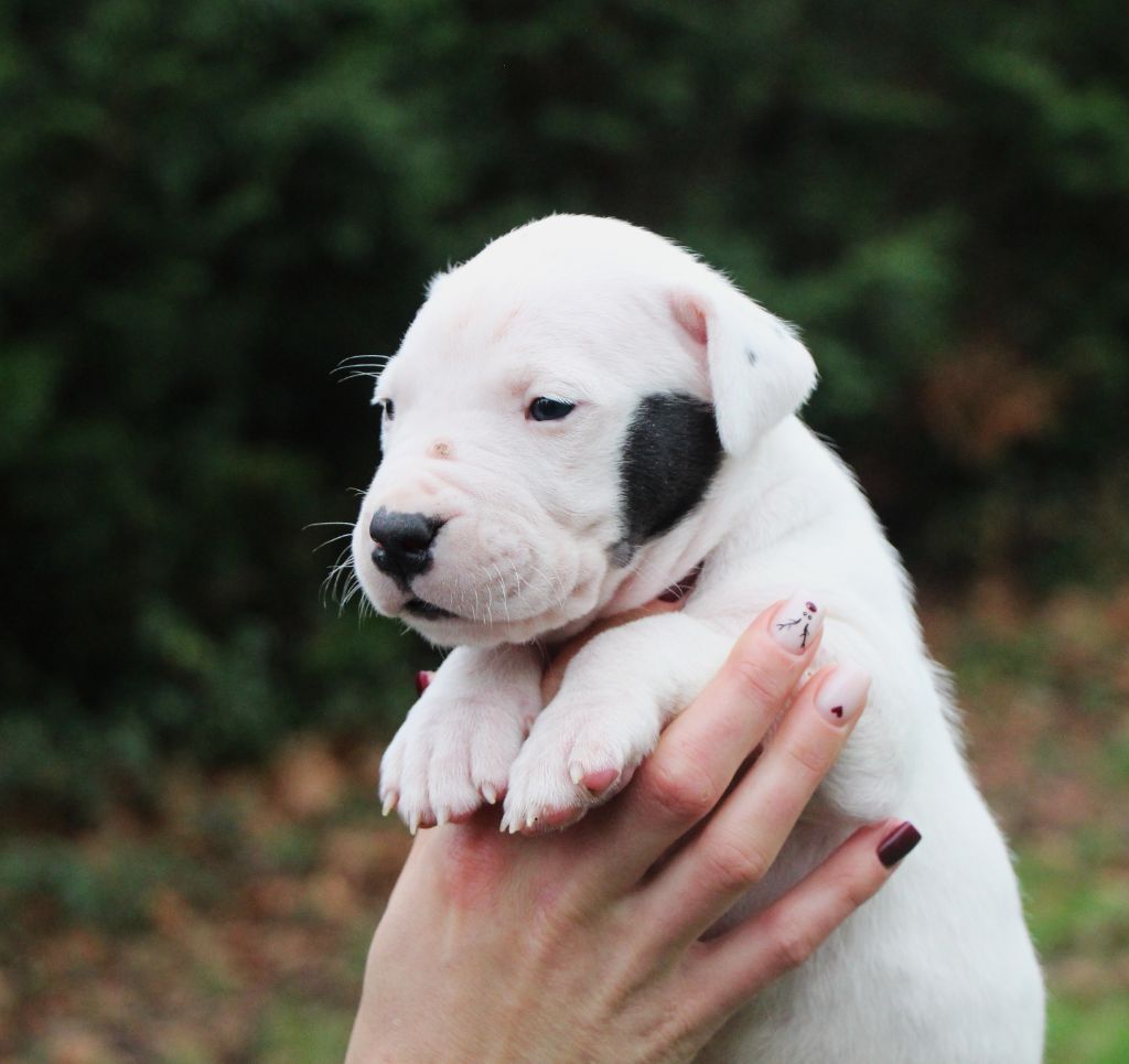 De La Notte Di Cane - Chiot disponible  - Dogo Argentino