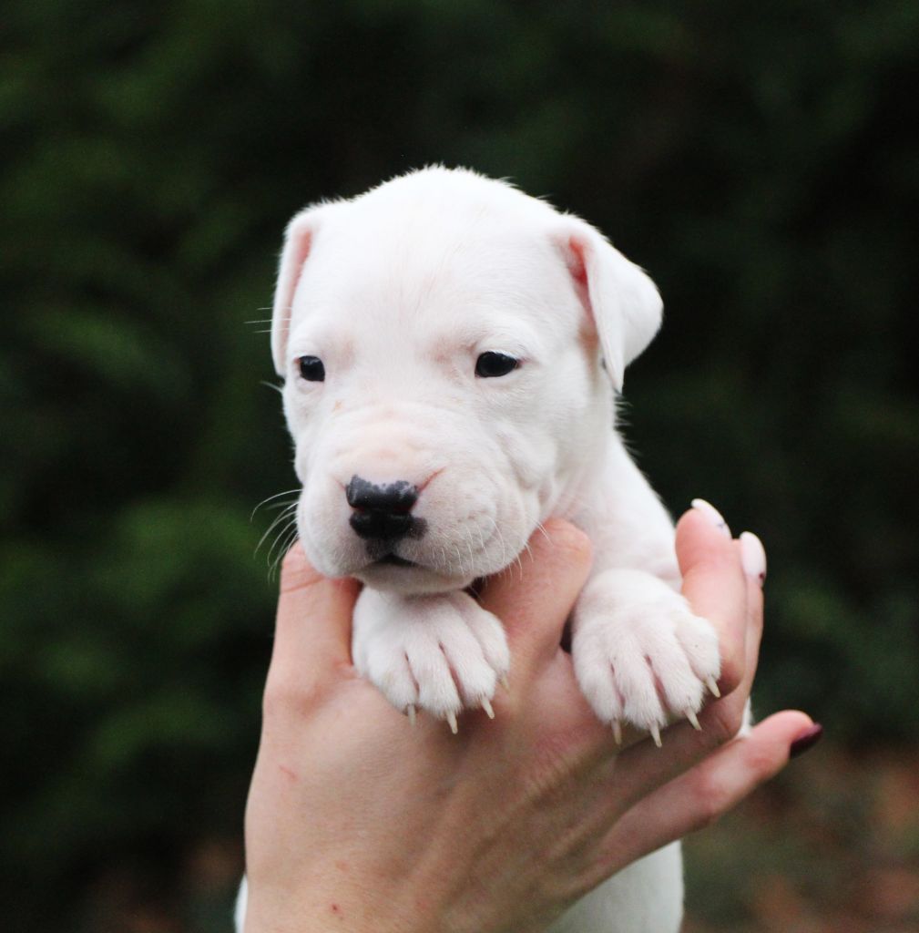 De La Notte Di Cane - Chiot disponible  - Dogo Argentino