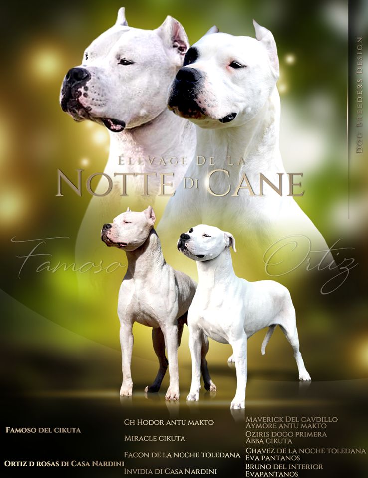 De La Notte Di Cane - Dogo Argentino - Portée née le 26/05/2020