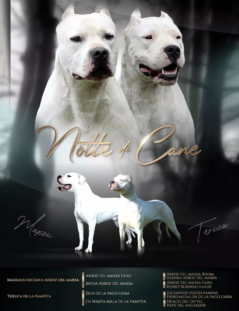 De La Notte Di Cane - Dogo Argentino - Portée née le 02/04/2021