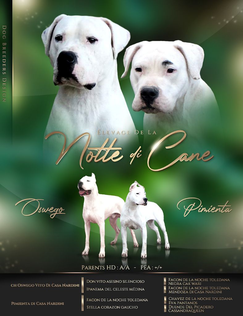 De La Notte Di Cane - Dogo Argentino - Portée née le 24/01/2021