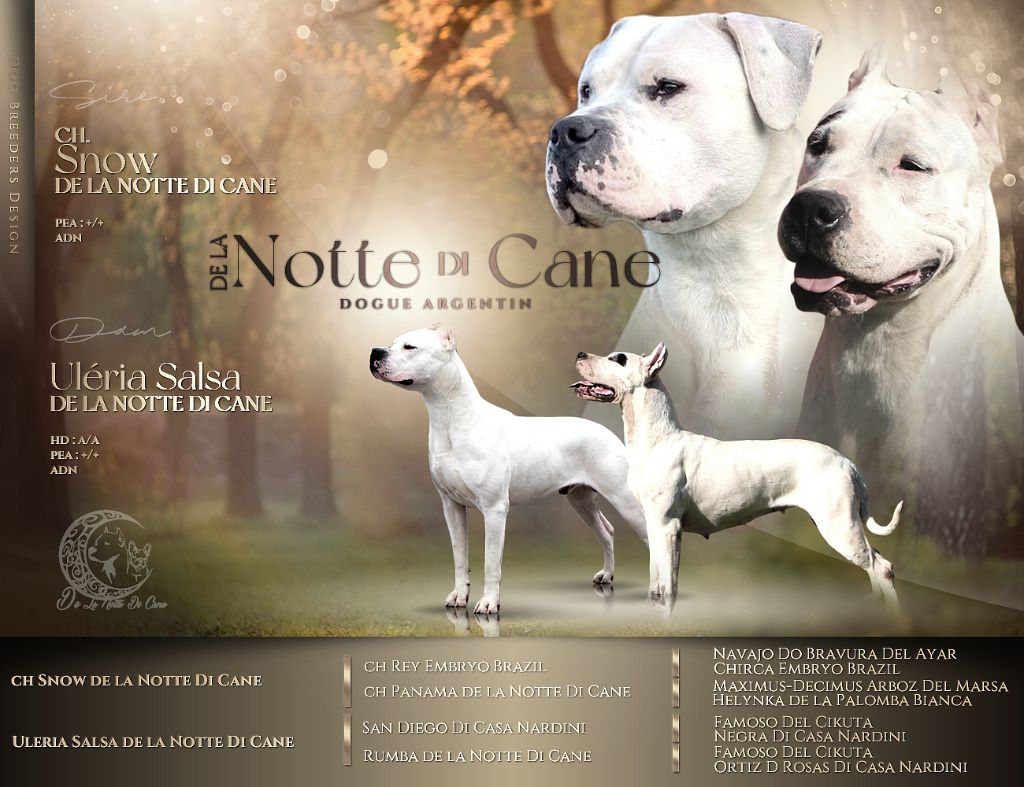 De La Notte Di Cane - Chiot disponible  - Dogo Argentino