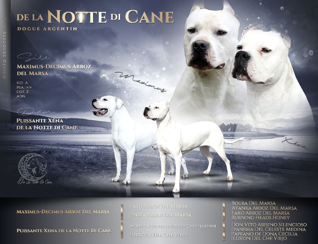 chiot Dogo Argentino De La Notte Di Cane