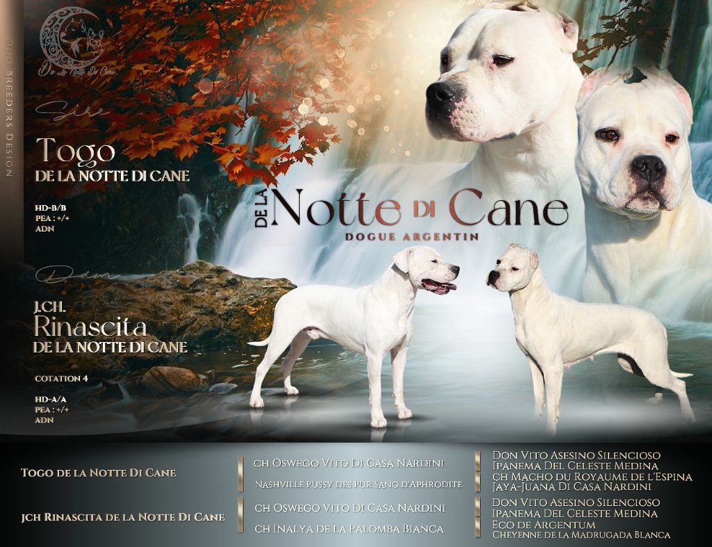 chiot Dogo Argentino De La Notte Di Cane