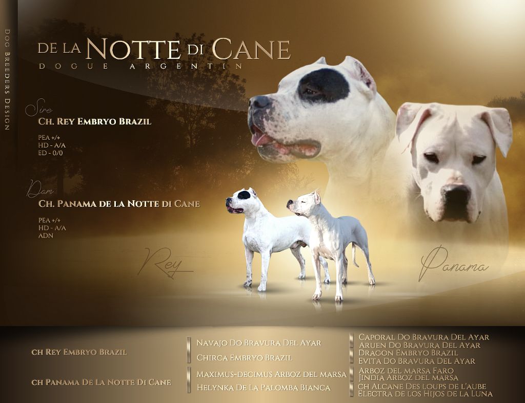 De La Notte Di Cane - Dogo Argentino - Portée née le 17/09/2021