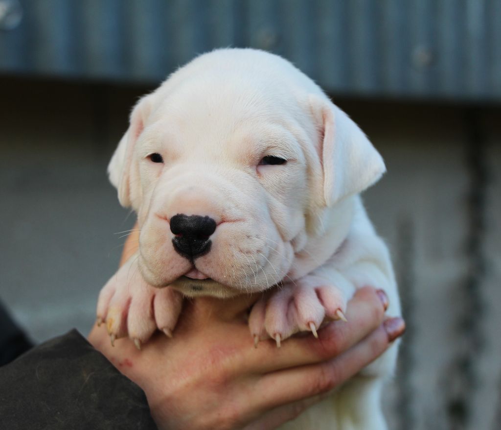 De La Notte Di Cane - Chiot disponible  - Dogo Argentino