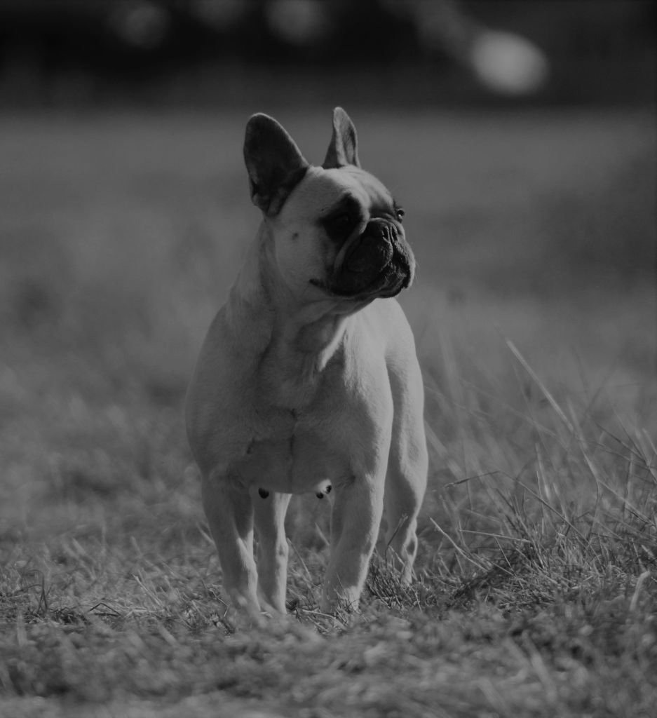 Hathena Sweeties Doggies