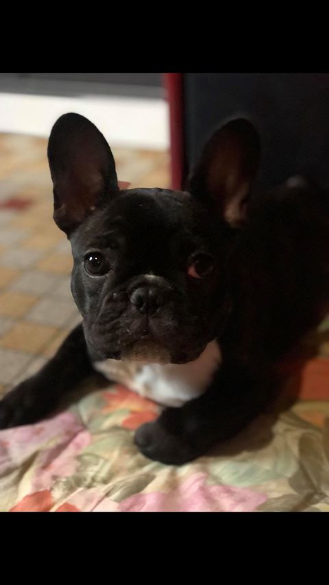 Pryanka De La Notte Di Cane