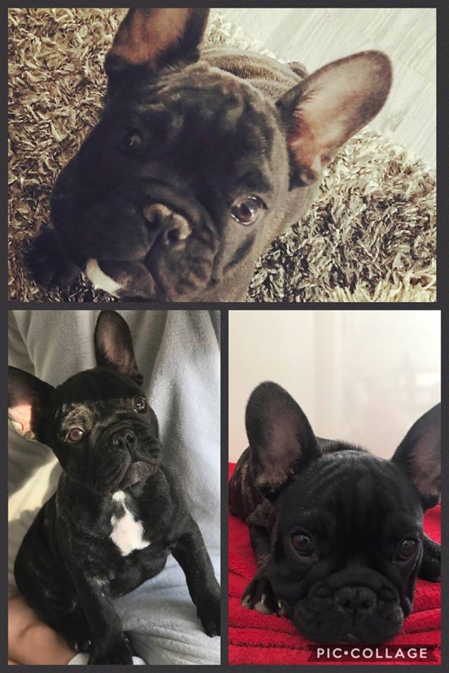 Payton De La Notte Di Cane