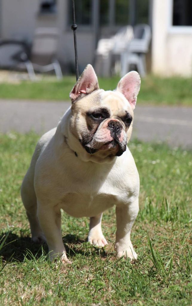 Sergent chef De La Notte Di Cane