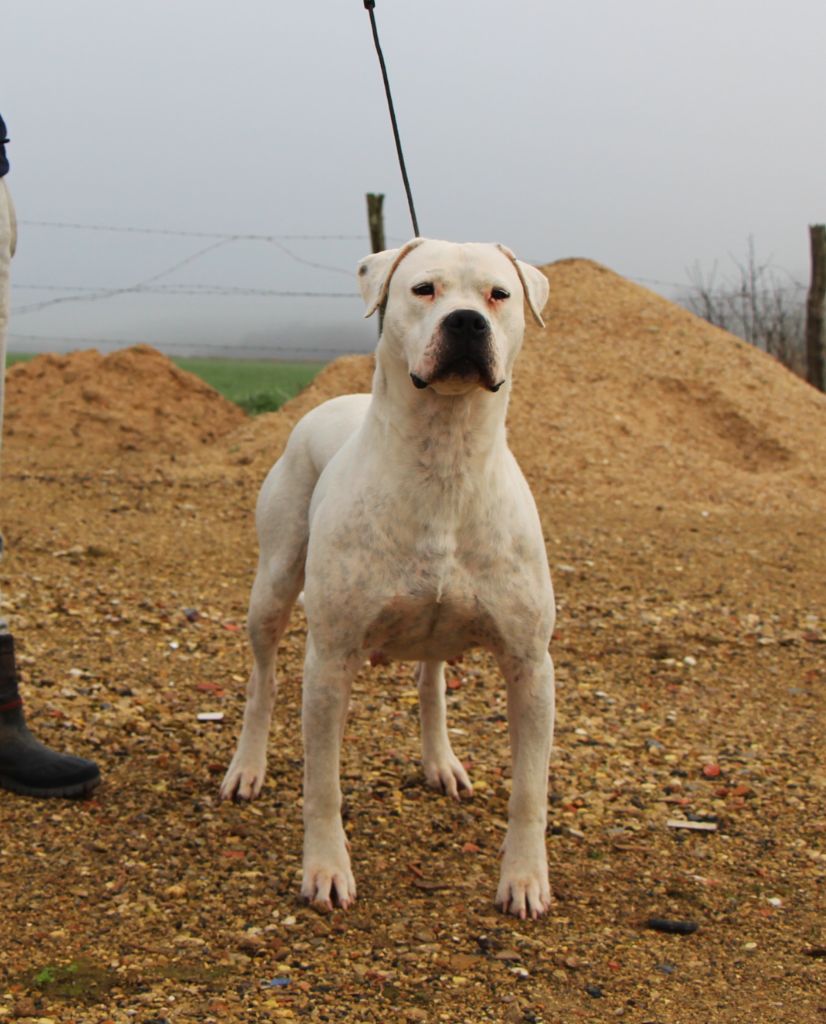 Rumba De La Notte Di Cane