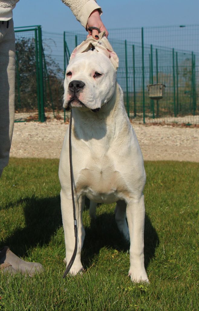 Thea De La Notte Di Cane