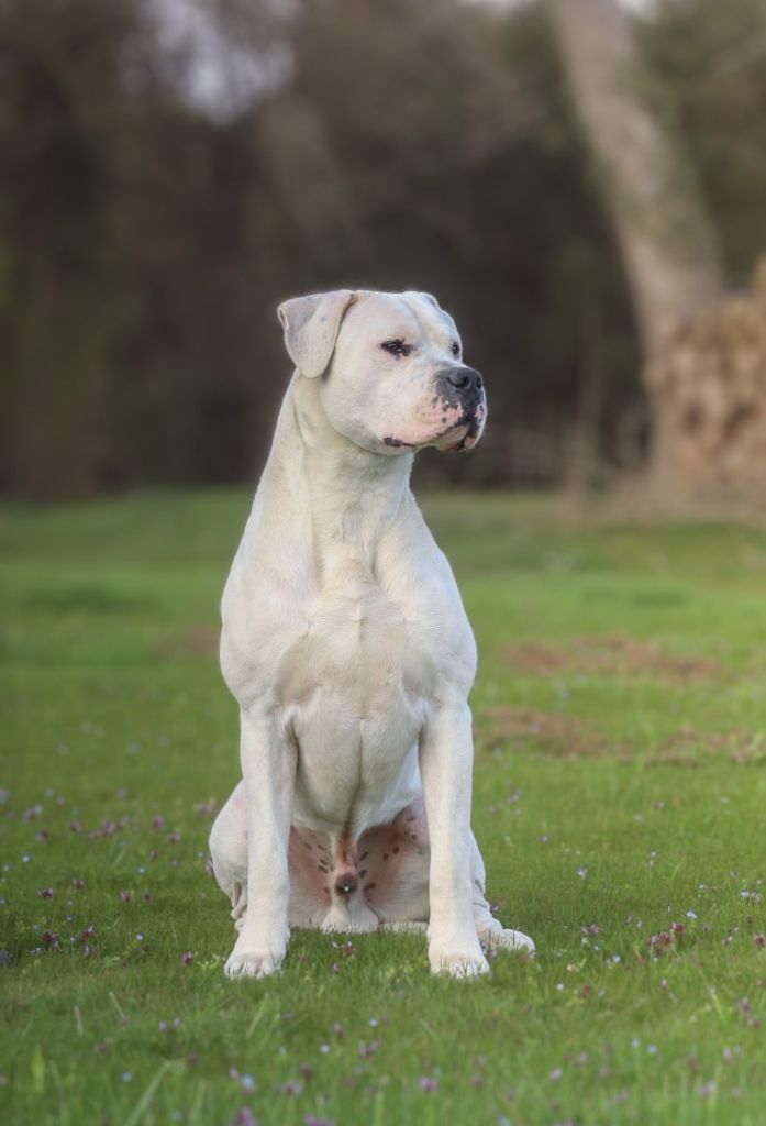 CH. Snow De La Notte Di Cane