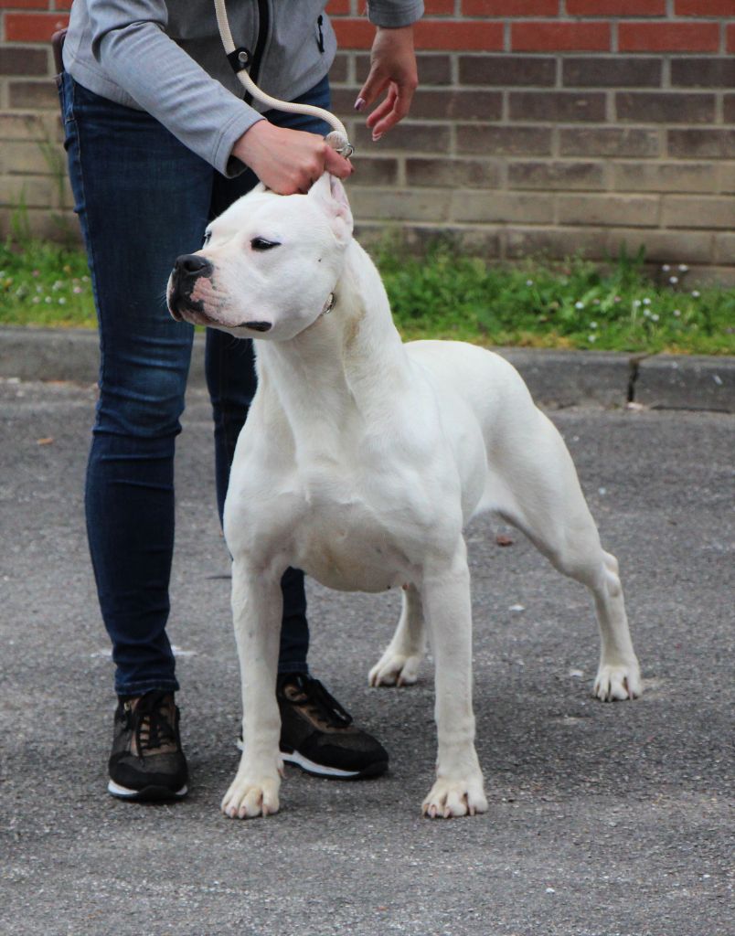 Stella De La Notte Di Cane