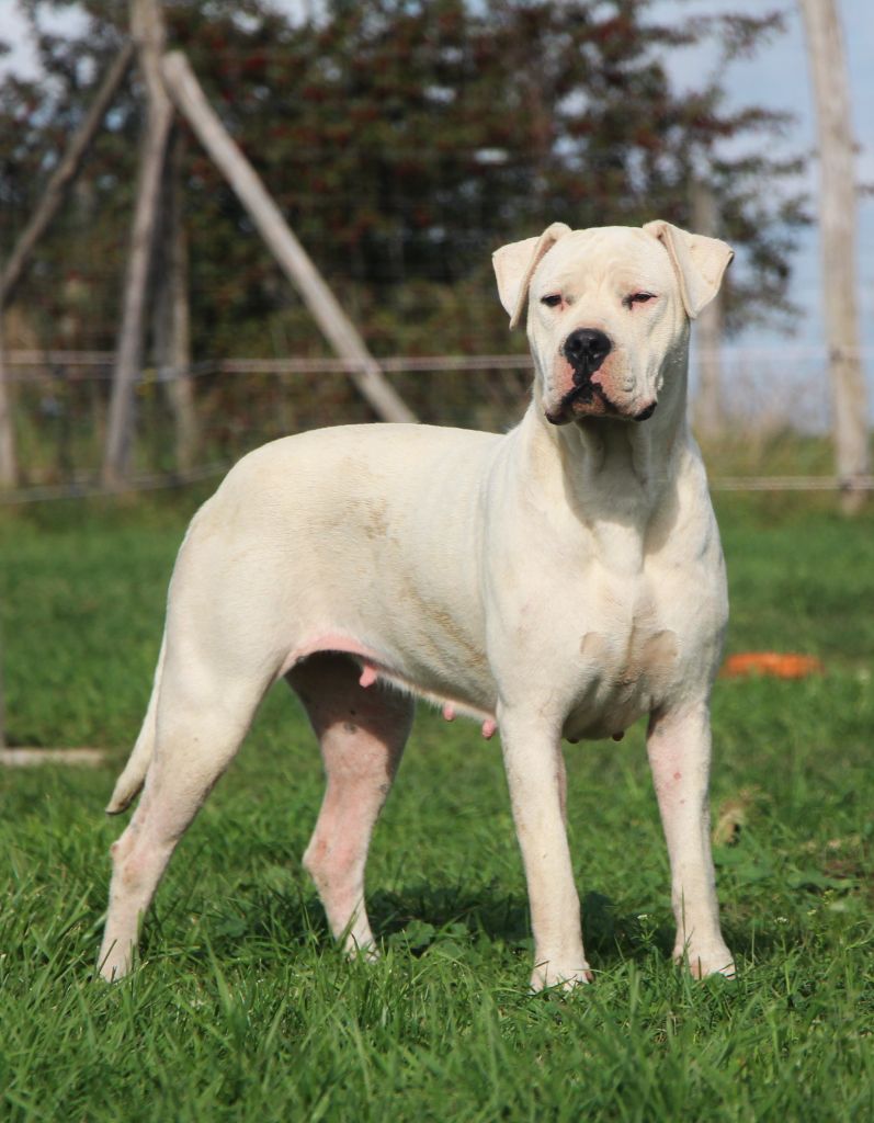 Tessa De La Notte Di Cane
