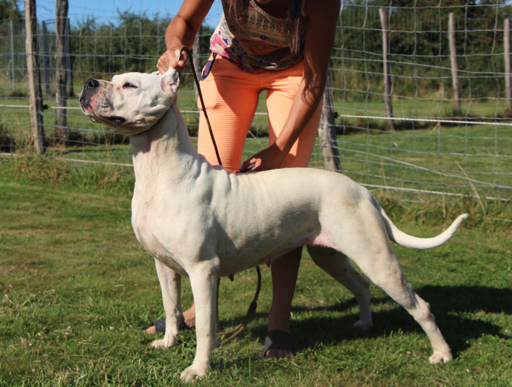 Uzanfaya De La Notte Di Cane