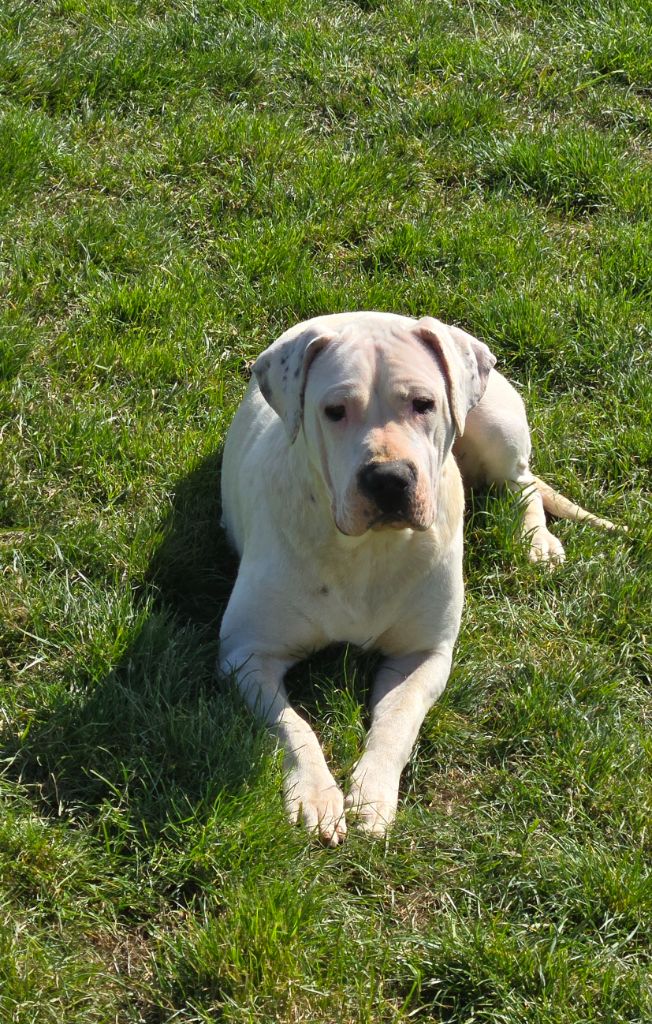 Vega De La Notte Di Cane