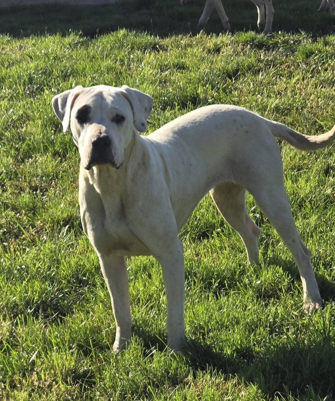 Altaya De La Notte Di Cane