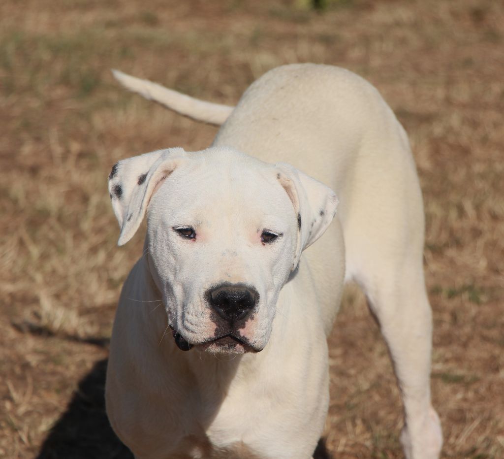 Vakara De La Notte Di Cane