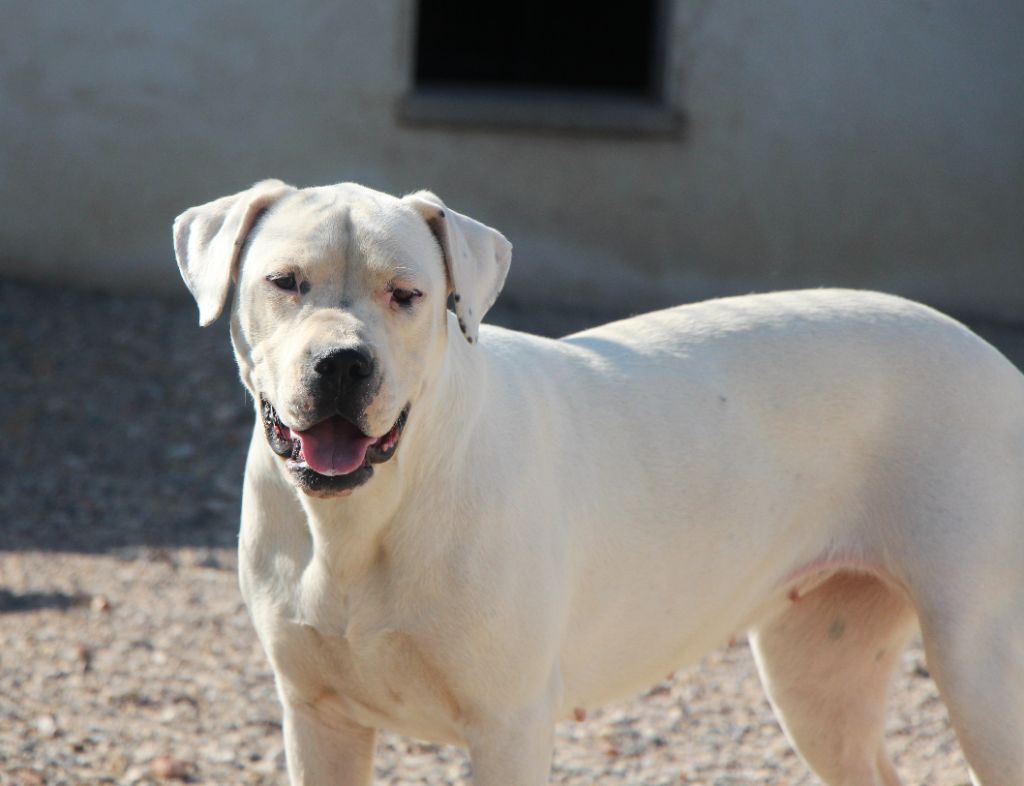 Vaena De La Notte Di Cane