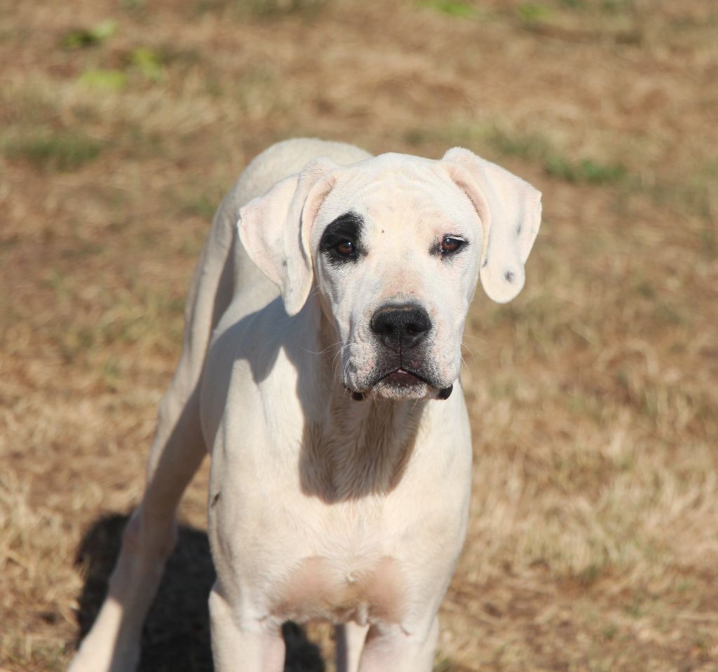 Altaya De La Notte Di Cane