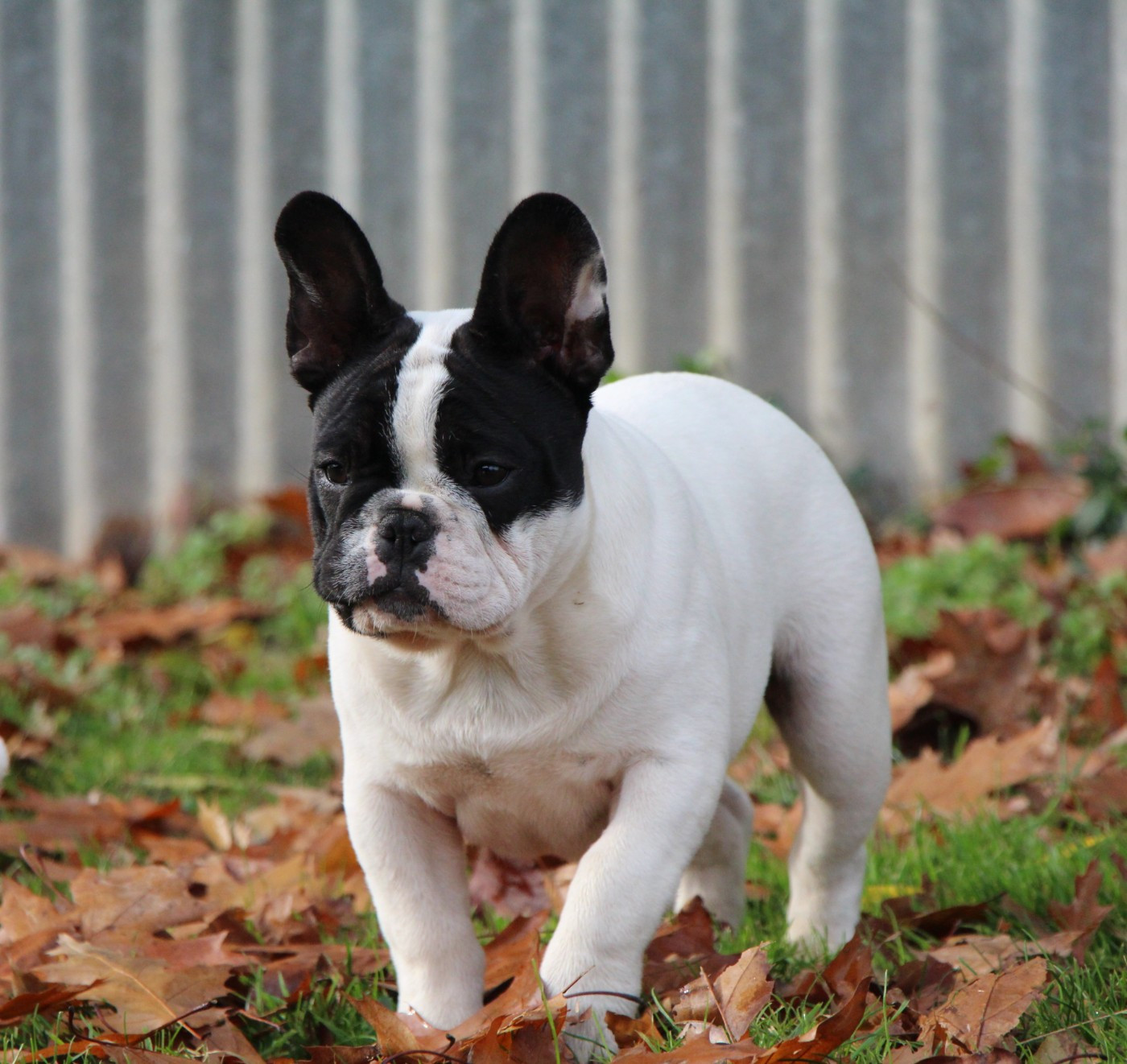 Angus des perles d'Aphrodite