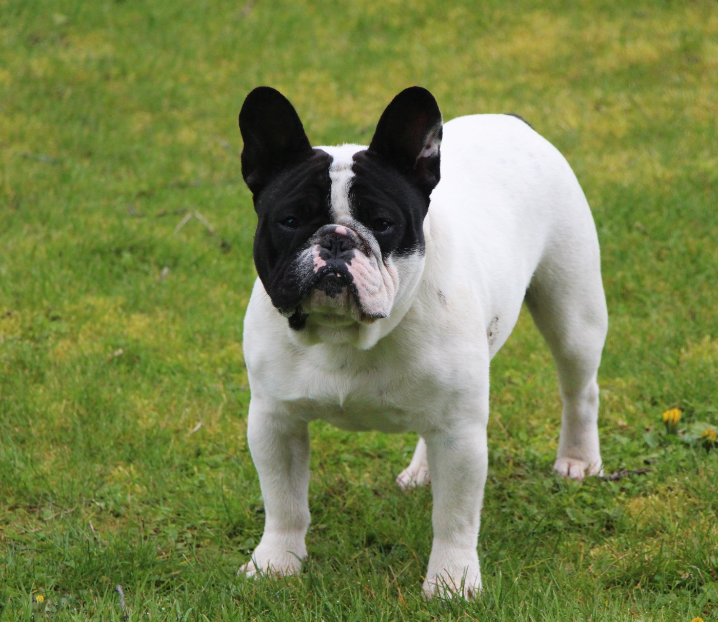 Angus des perles d'Aphrodite