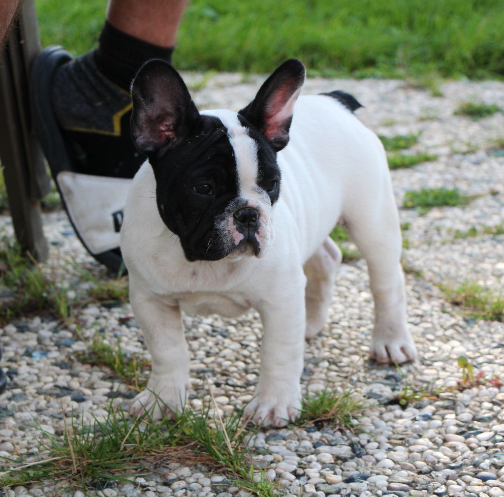Angus des perles d'Aphrodite