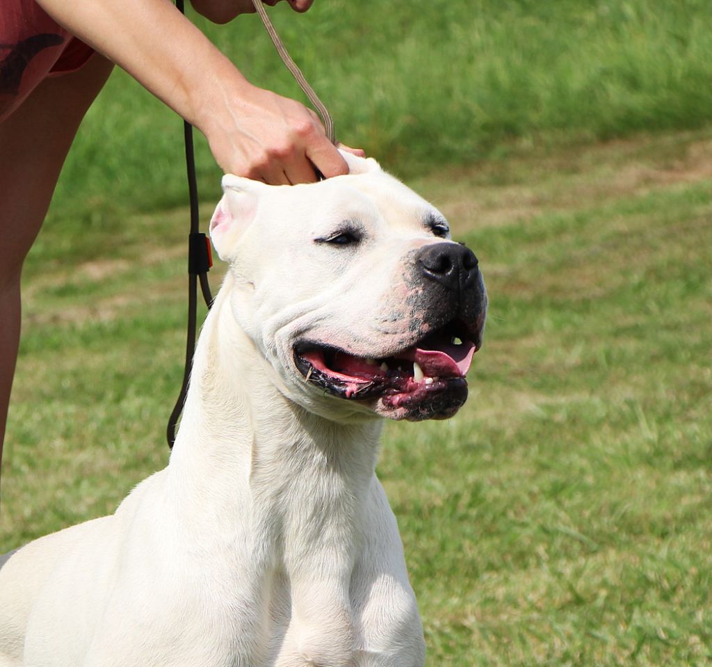 Vitchy De La Notte Di Cane