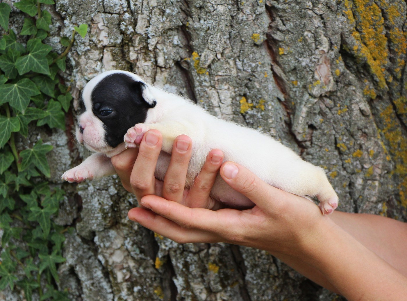 Adèle De La Notte Di Cane