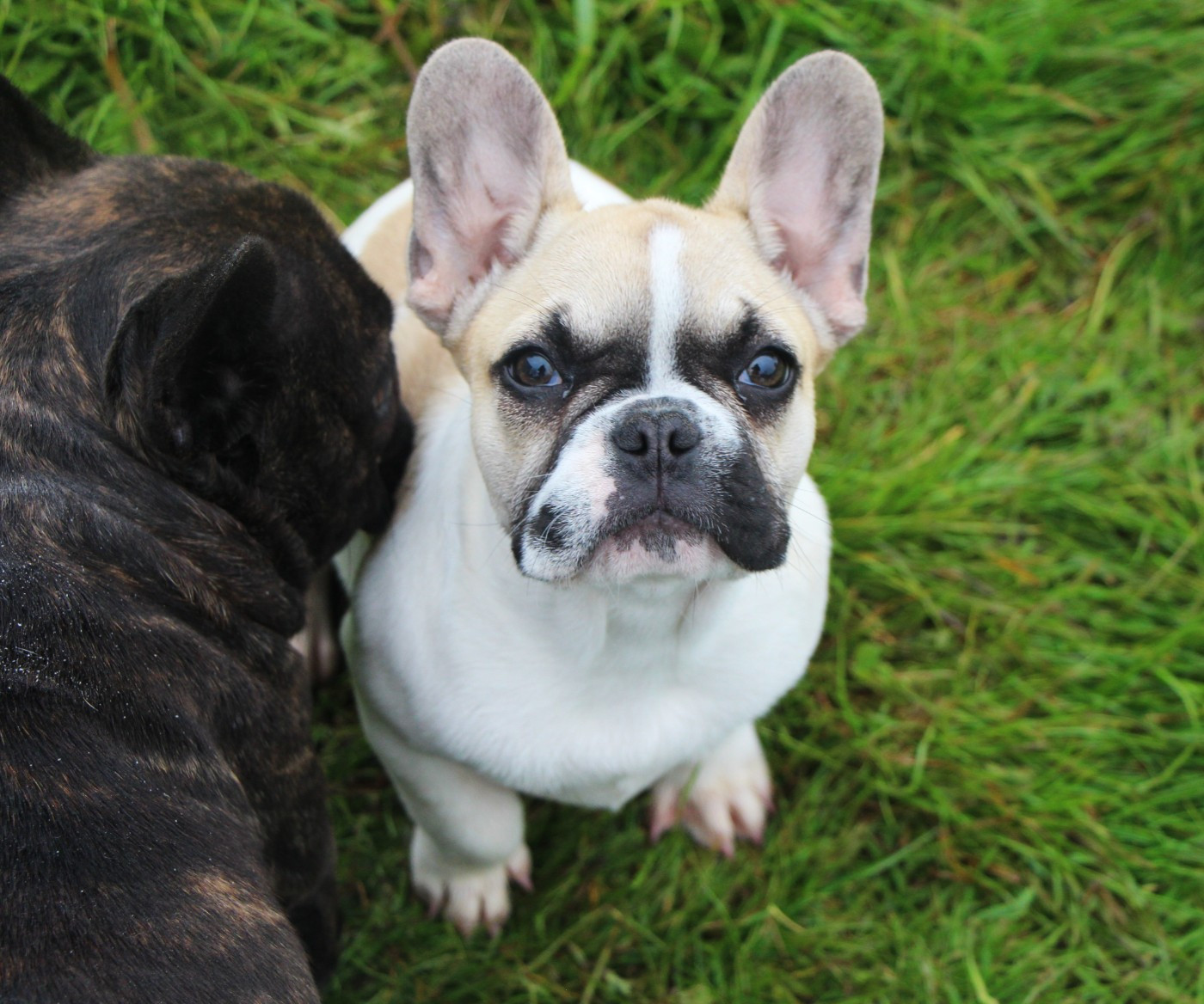Amaya De La Notte Di Cane