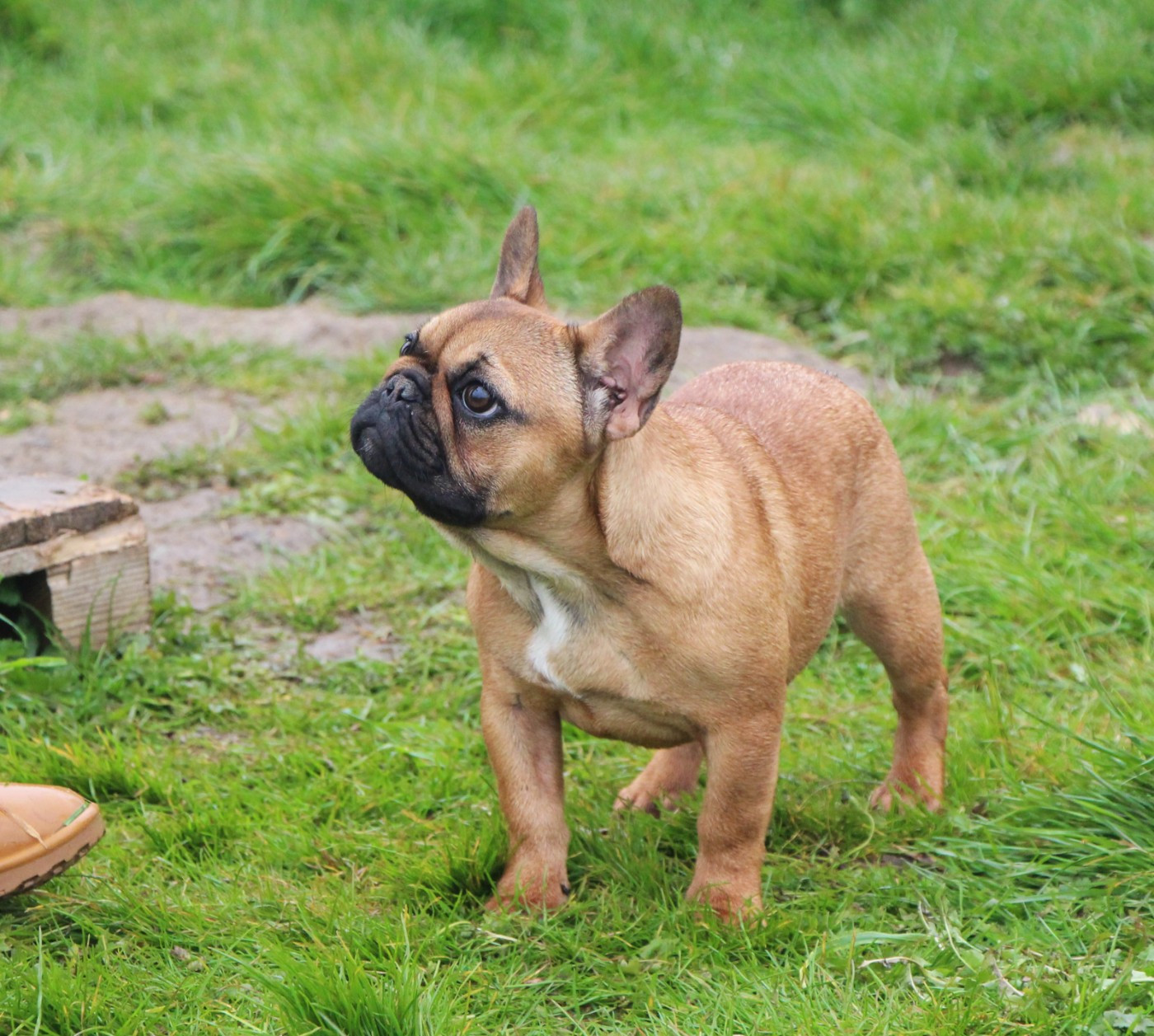 Appy De La Notte Di Cane