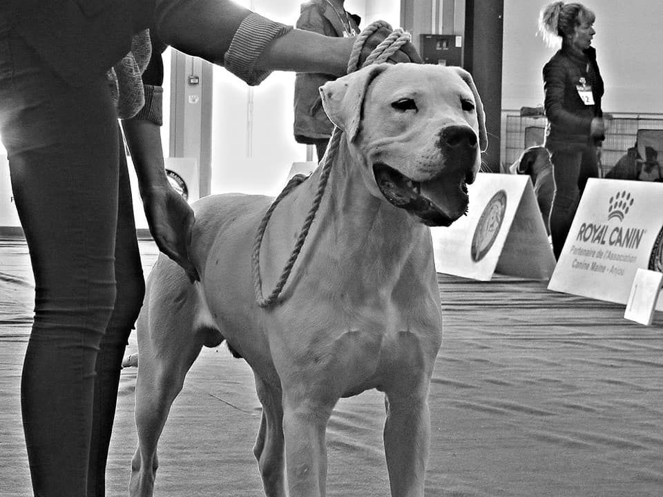De La Notte Di Cane - Radiographies Officielles