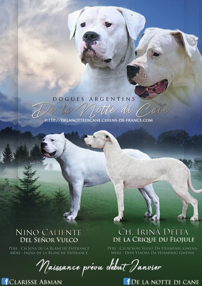 De La Notte Di Cane - Nouvelle portée !