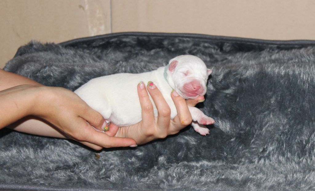 De La Notte Di Cane - Bébés arrivés !