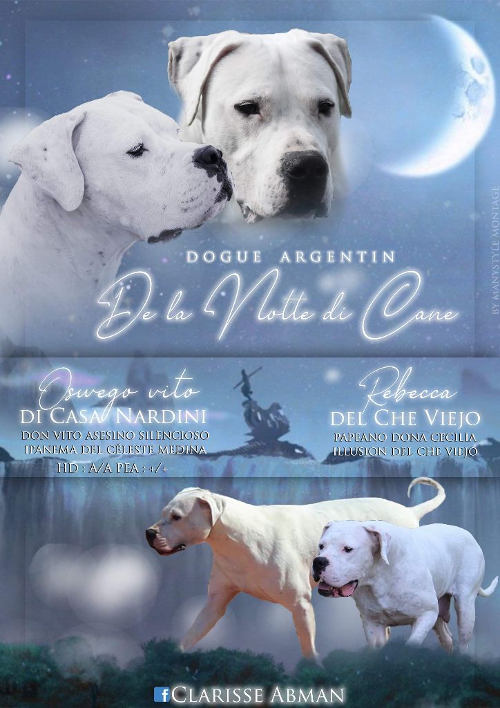 De La Notte Di Cane - Portée Fin Aout 2019