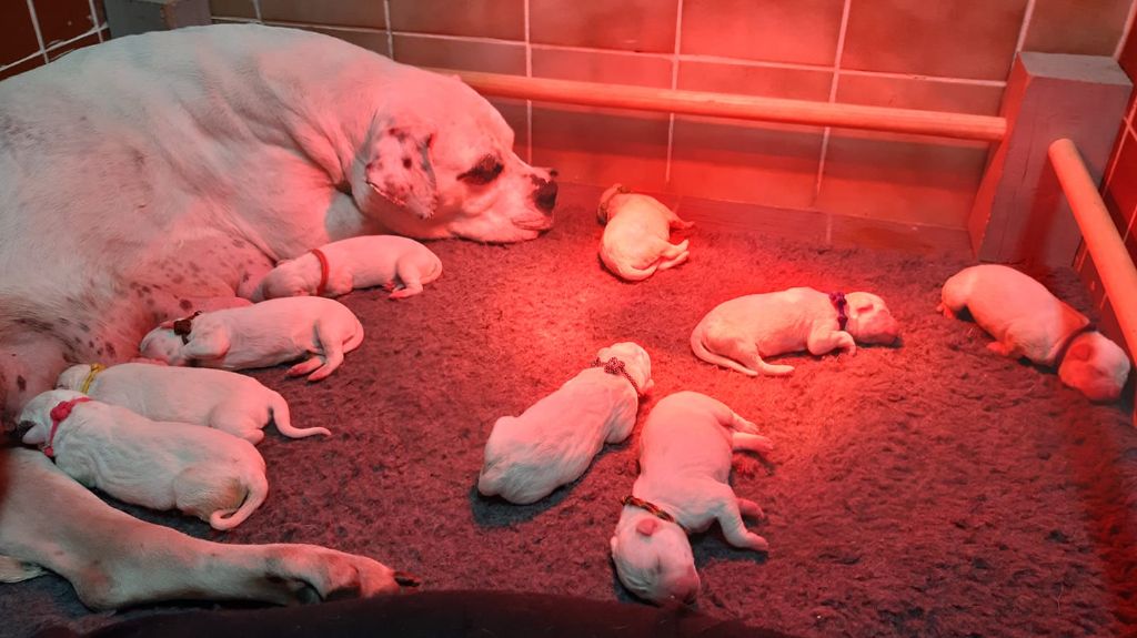 De La Notte Di Cane - Naissance : 10/05/2019