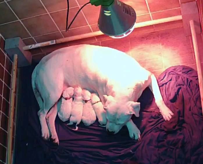 De La Notte Di Cane - Les 1er bébés de l'année !