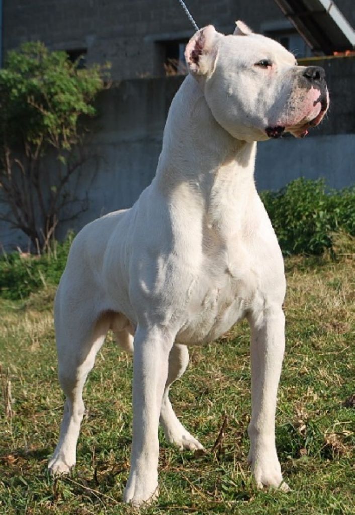 De La Notte Di Cane - 2 champions sont arrivés !