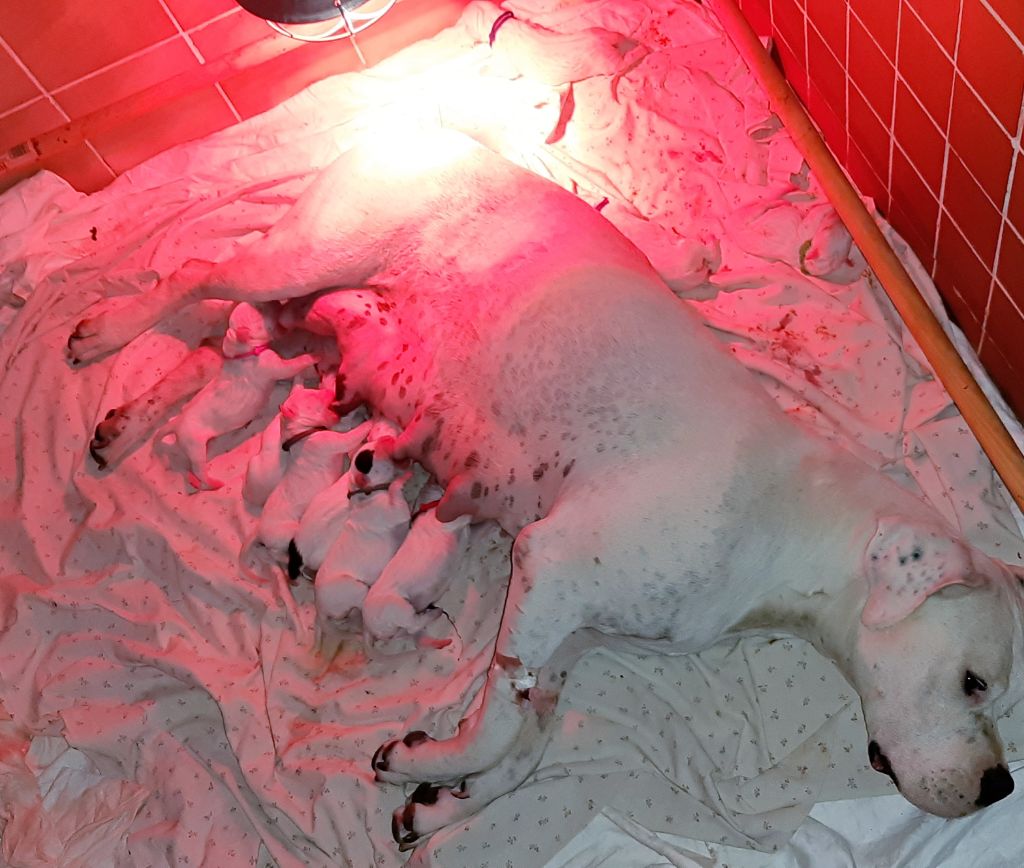 De La Notte Di Cane - Naissance le 30 Aout 2019