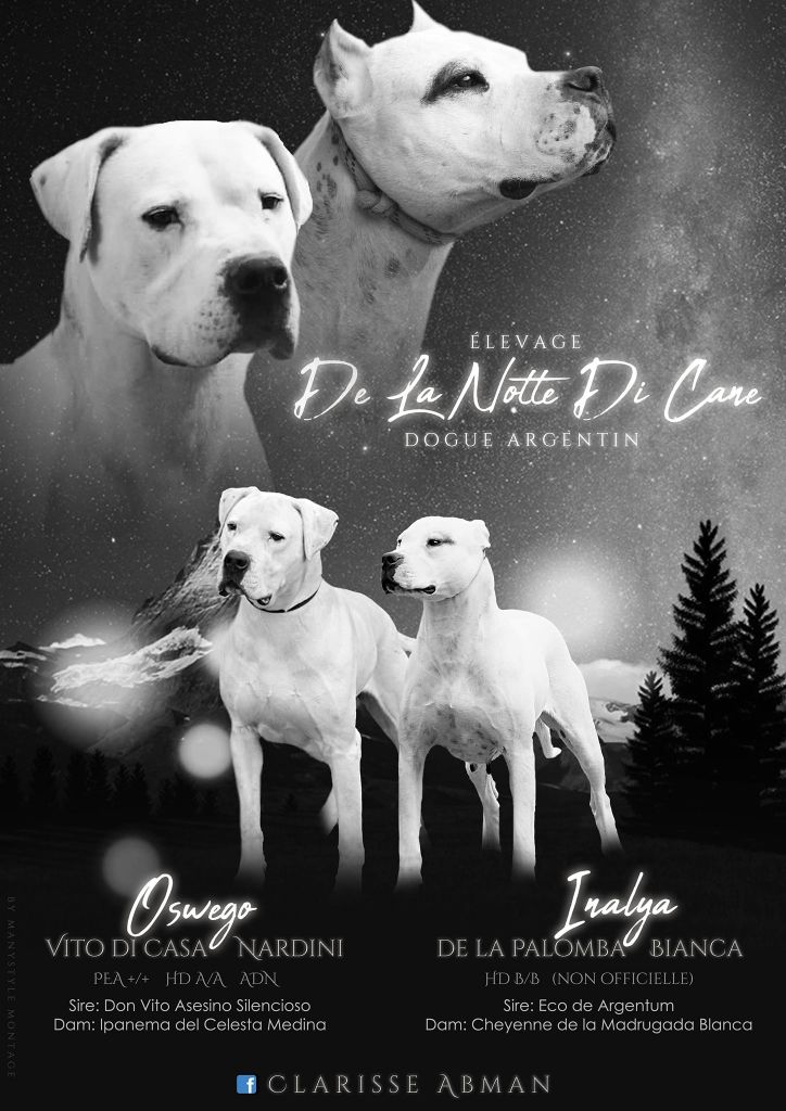 De La Notte Di Cane - Portée Août n°1