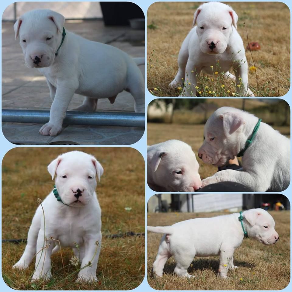 De La Notte Di Cane - 3 chiots encore disponibles !